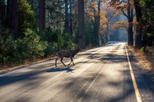 What to do when you hit a deer with your car