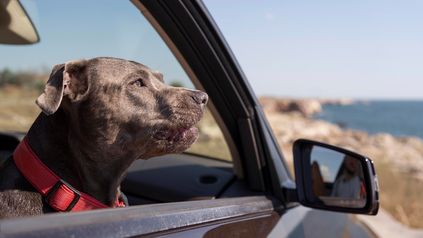 Travel with Your Dog